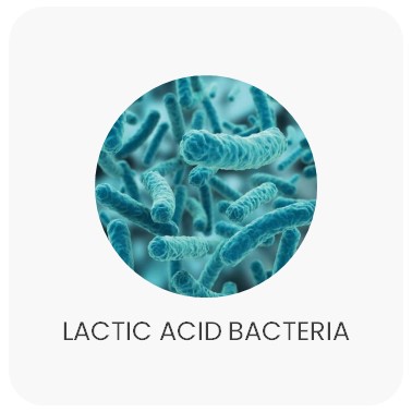Lactic acid bacteria