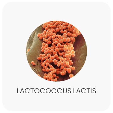 Lactococcus lactis